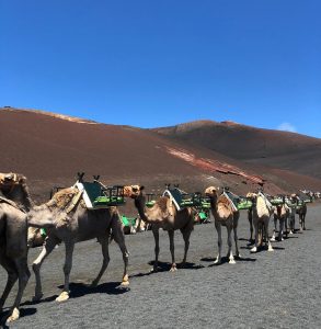 Lanzarote. Timanfaya. Echadero de Camellos