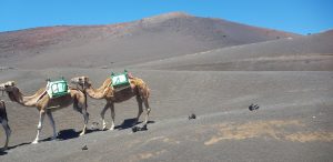 Lanzarote. Echadero de Camellos